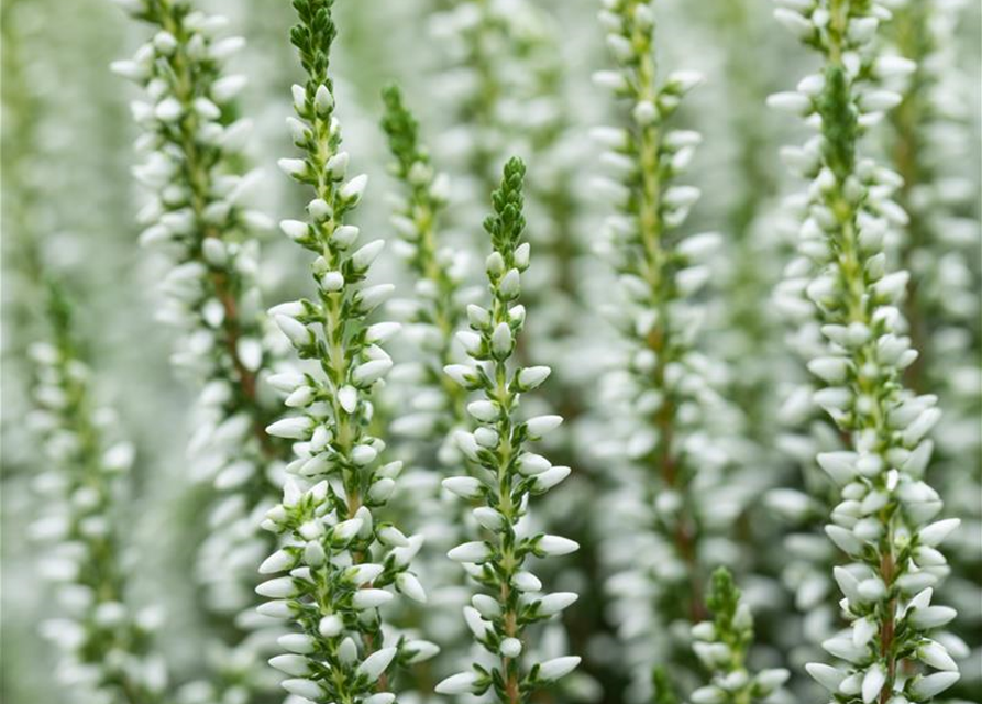 Calluna vulgaris Garden Girls