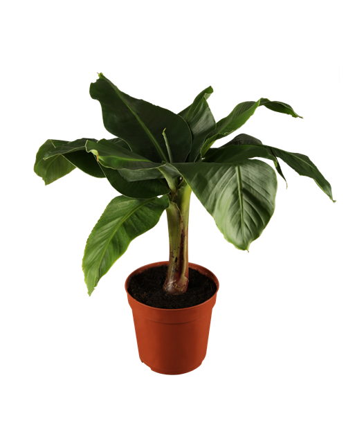 Musa Tropicana Dwarf Cavendish