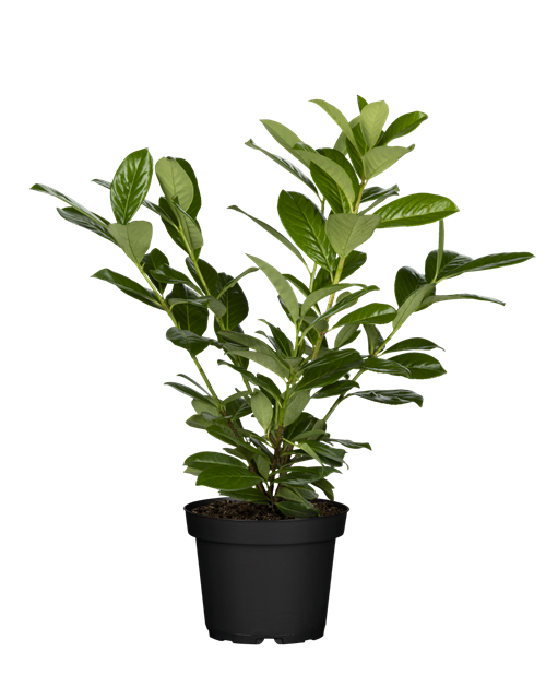 Prunus laurocereus Novita