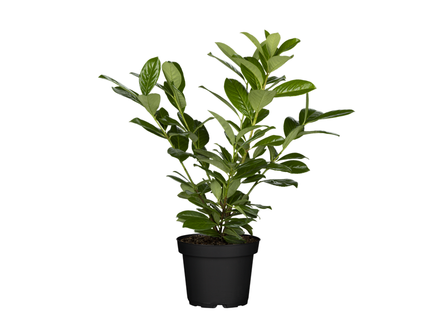 Prunus laurocereus Novita