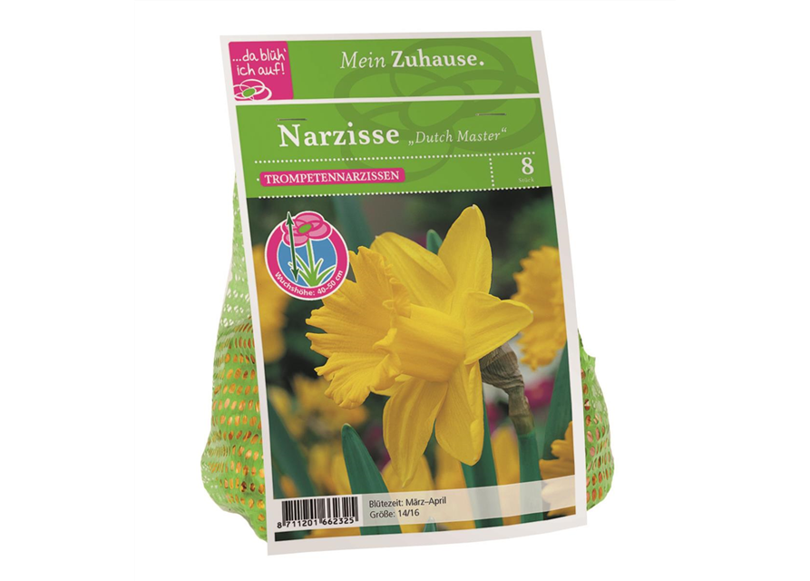 Narcissus Dutch Master x8 14/16