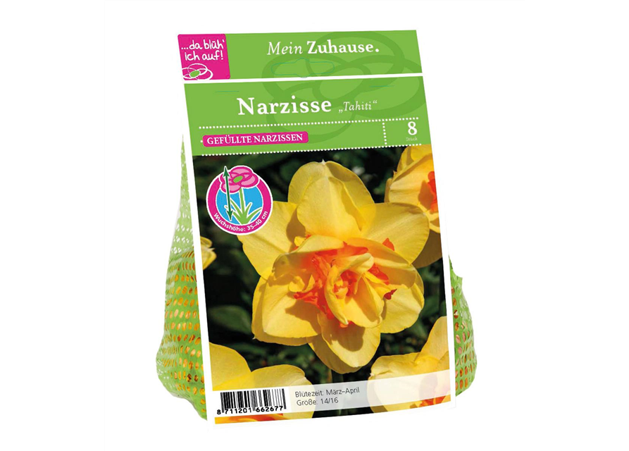 Narcissus Tahiti x8 14/16