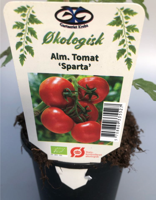 Lycopersicon lycopersicum Sparta