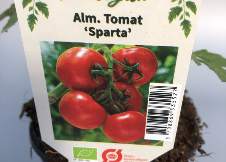 Lycopersicon lycopersicum Sparta