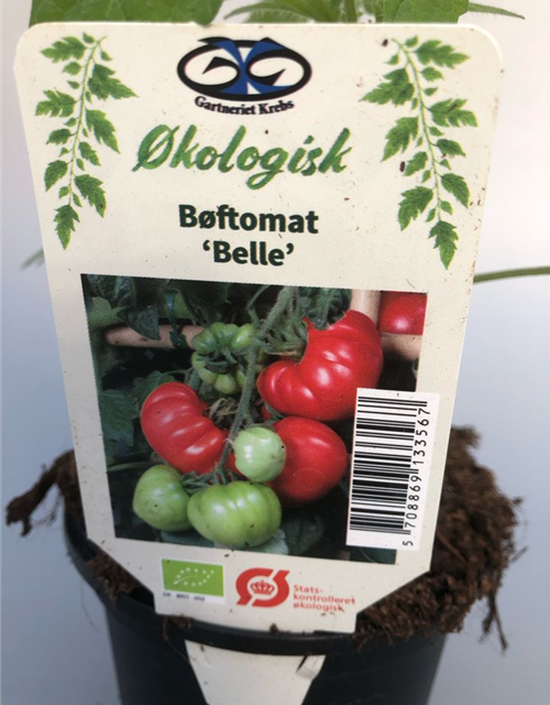 Lycopersicon lycopersicum Belle