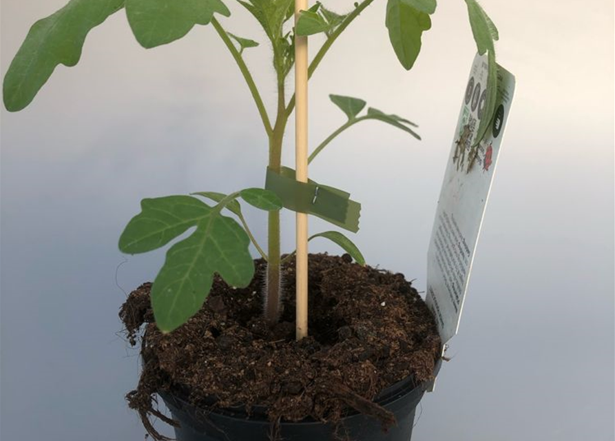 Lycopersicon lycopersicum Belle