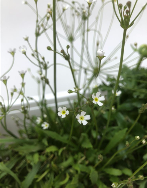 Balkonkasten komplett Frühling Nr. 3