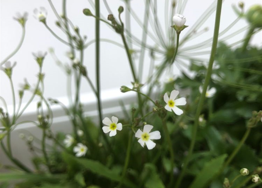 Balkonkasten komplett Frühling Nr. 3