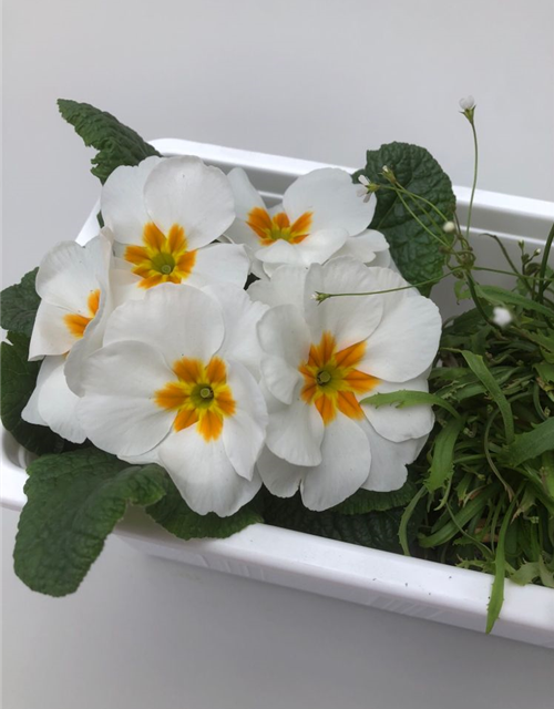 Balkonkasten komplett Frühling Nr. 3