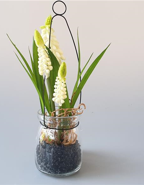 Muscari im Hängeglas Kunststoff-Glas creme