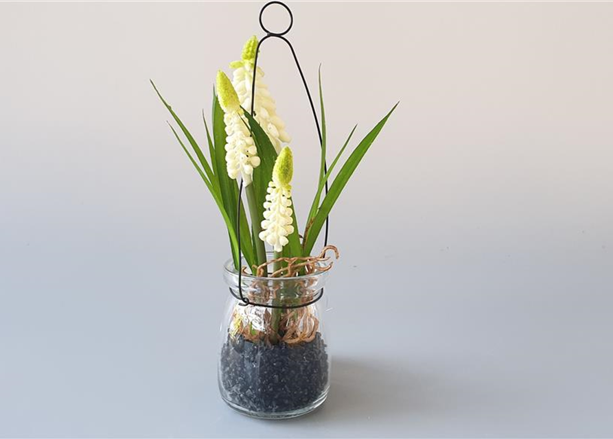 Muscari im Hängeglas Kunststoff-Glas creme