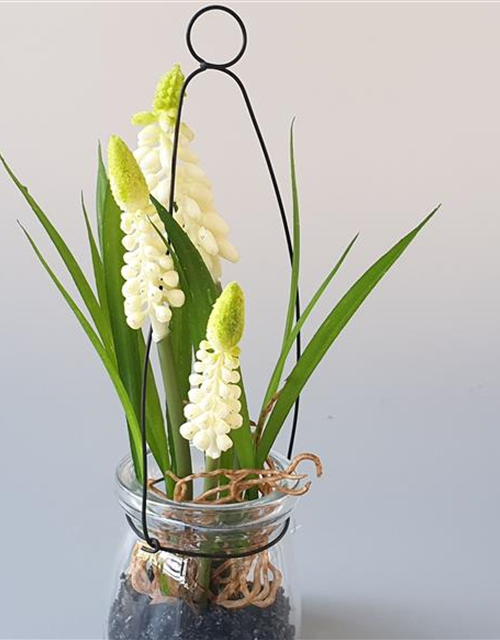 Muscari im Hängeglas Kunststoff-Glas creme