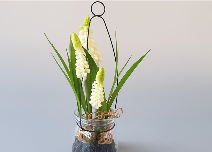 Muscari im Hängeglas Kunststoff-Glas creme