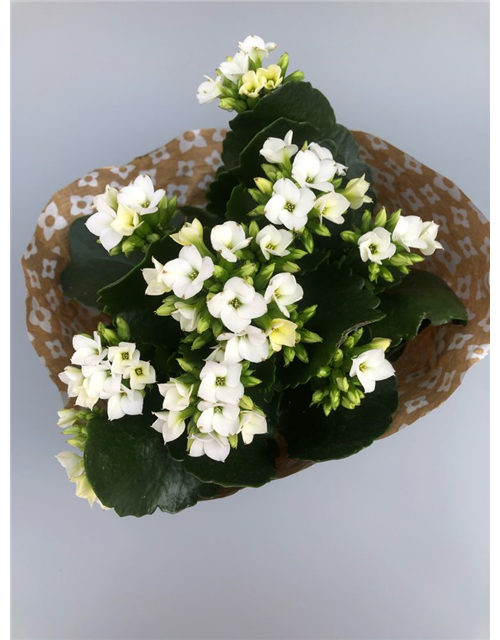 Kalanchoe blossfeldiana Roseflowers Weiß
