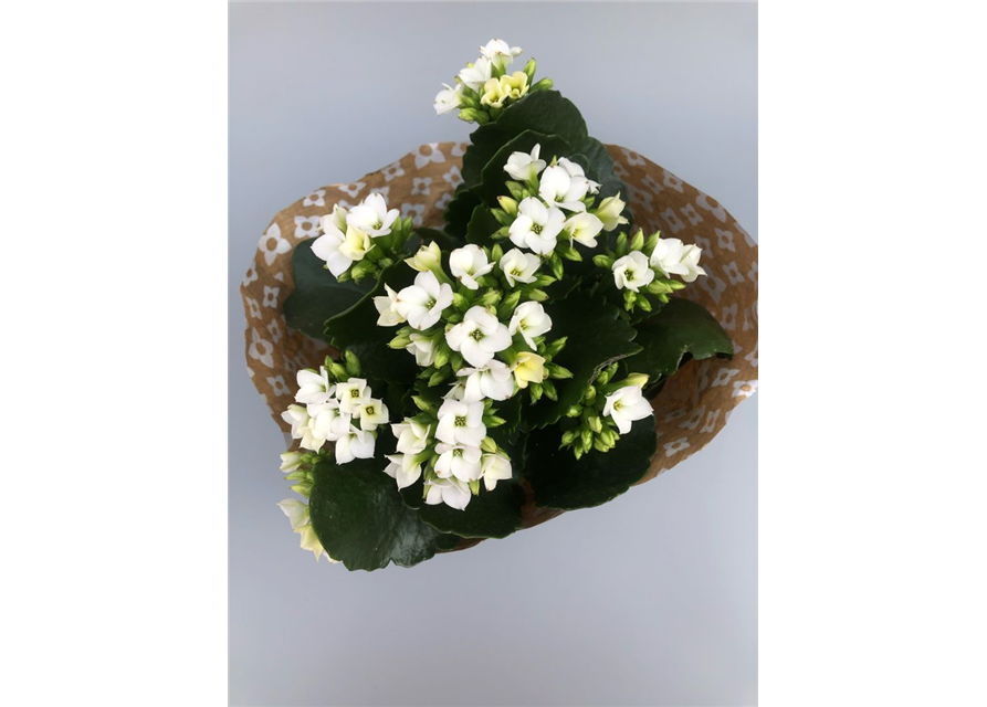 Kalanchoe blossfeldiana Roseflowers Weiß