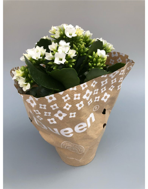 Kalanchoe blossfeldiana Roseflowers Weiß