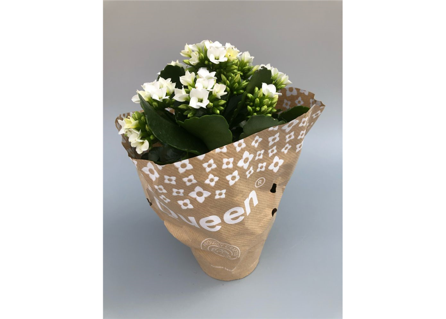 Kalanchoe blossfeldiana Roseflowers Weiß