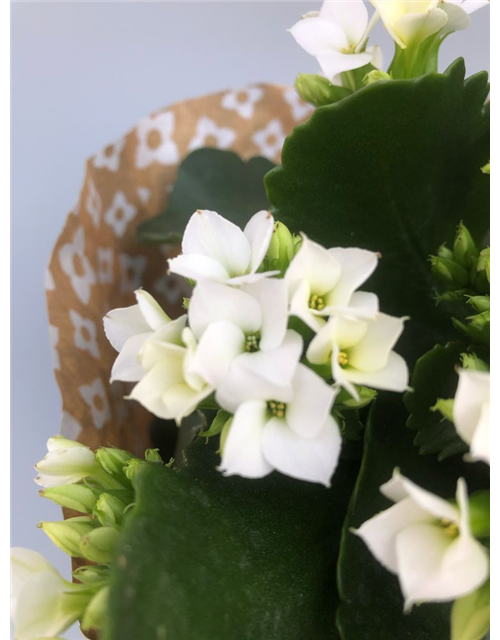 Kalanchoe blossfeldiana Roseflowers Weiß