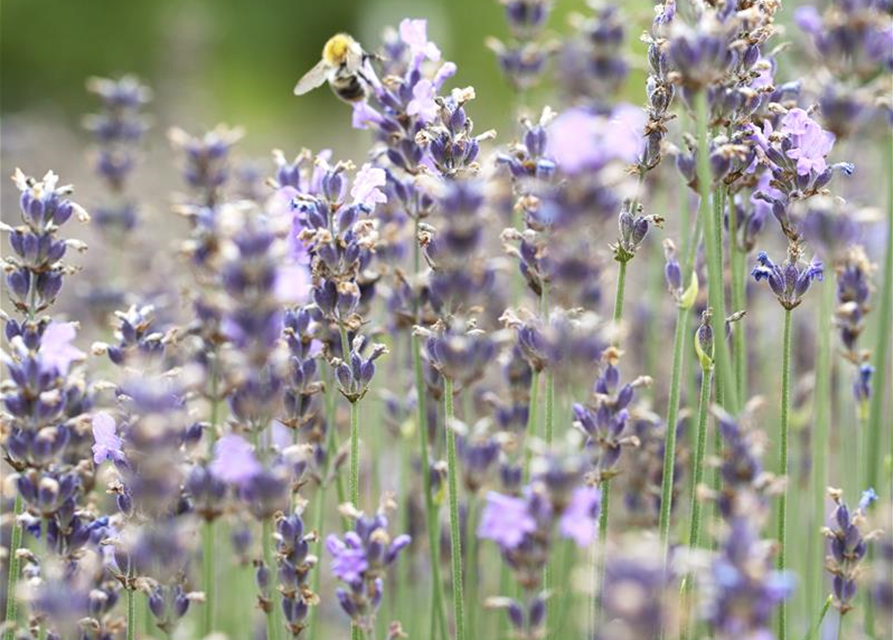 Lavandula angustifolia Olympia