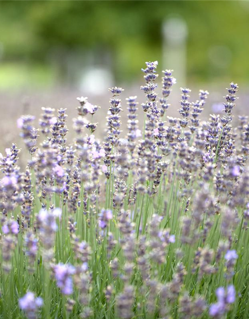 Lavandula angustifolia Olympia