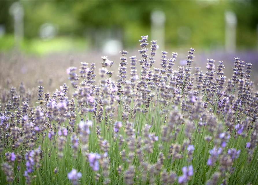 Lavandula angustifolia Olympia