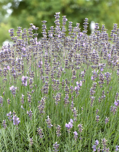 Lavandula angustifolia Olympia