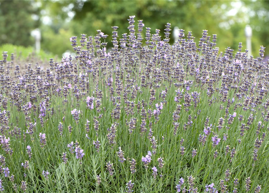 Lavandula angustifolia Olympia