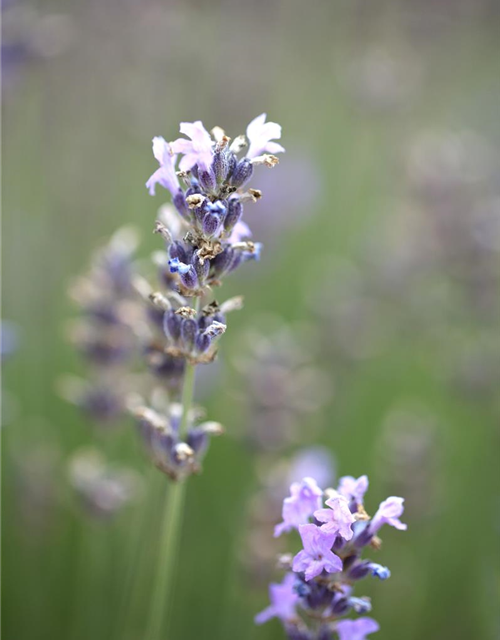 Lavandula angustifolia Olympia