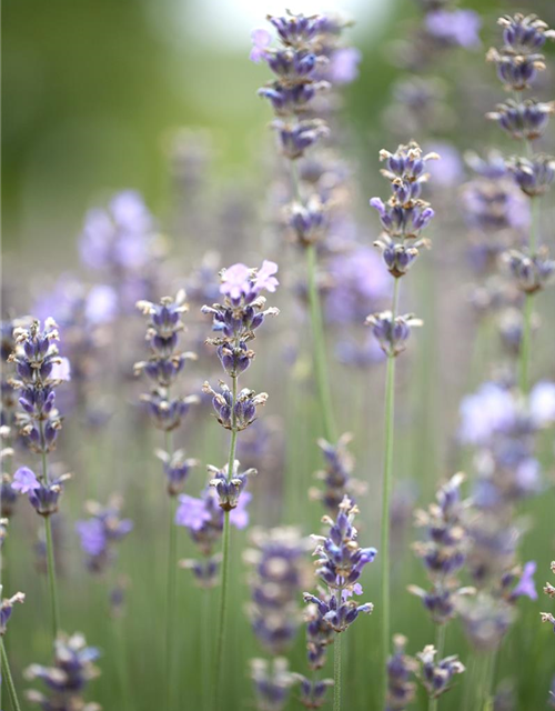 Lavandula angustifolia Olympia