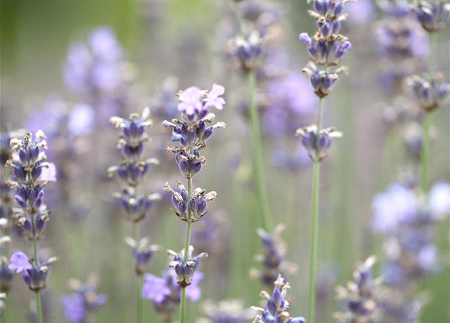 Lavandula angustifolia Olympia
