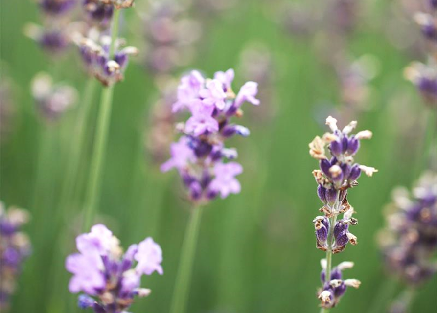 Lavandula angustifolia Olympia