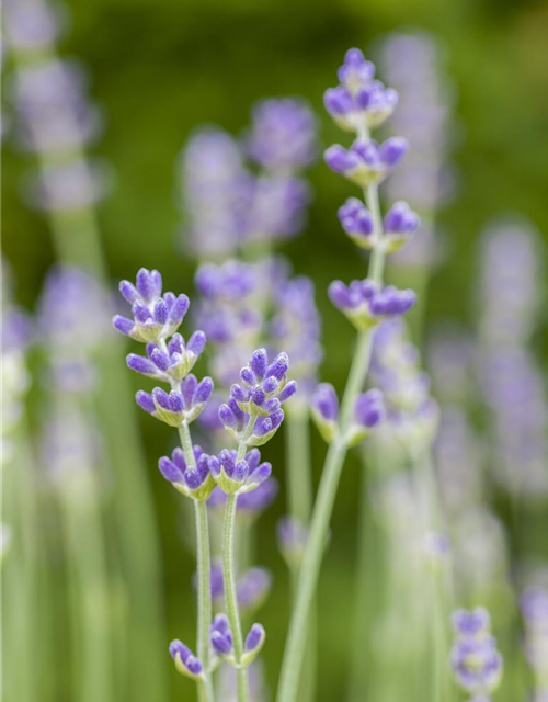 Lavandula angustifolia Olympia