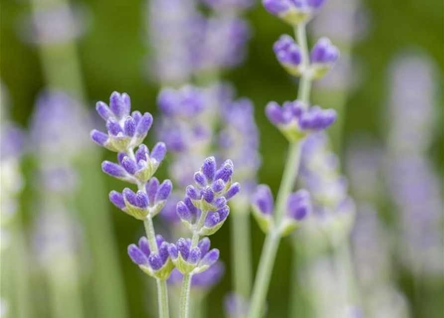 Lavandula angustifolia Olympia