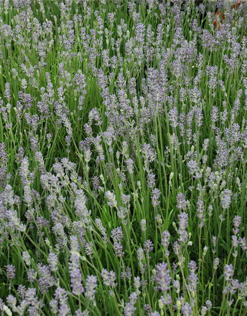 Lavandula angustifolia Olympia