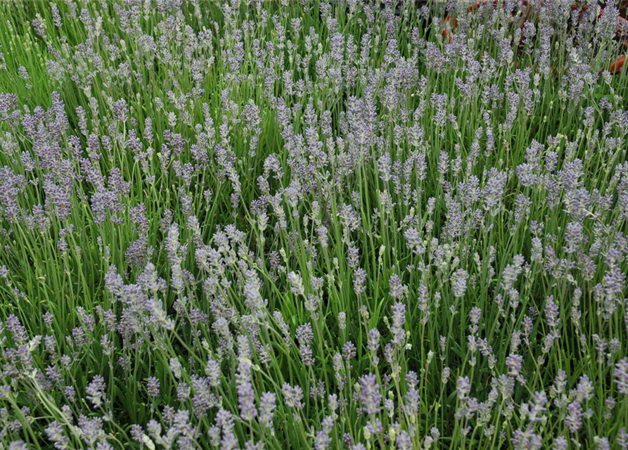 Lavandula angustifolia Olympia