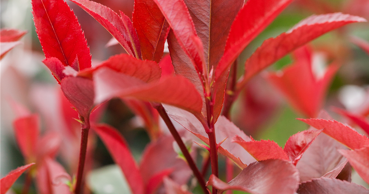 Photinia fras. Devils Dream, Glanzmispel Devils Dream - Grtnerei  Schliebener