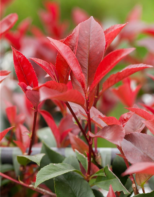 Photinia fras. Devils Dream