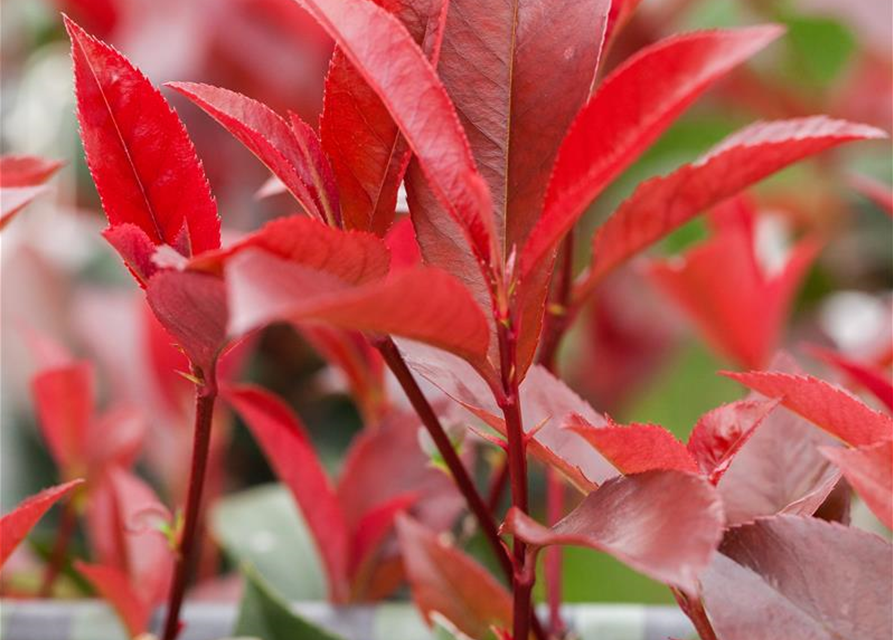 Photinia fras. Devils Dream