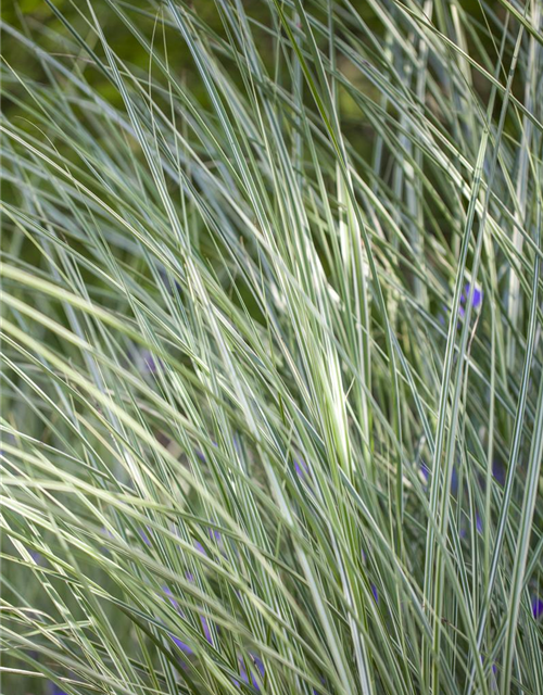 Miscanthus sinensis 'Morning Light