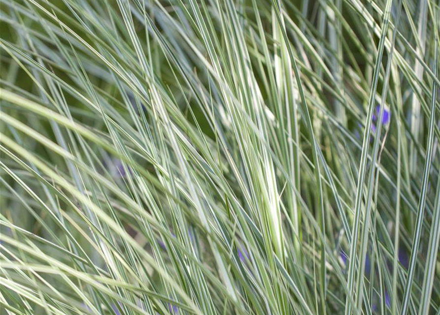 Miscanthus sinensis 'Morning Light