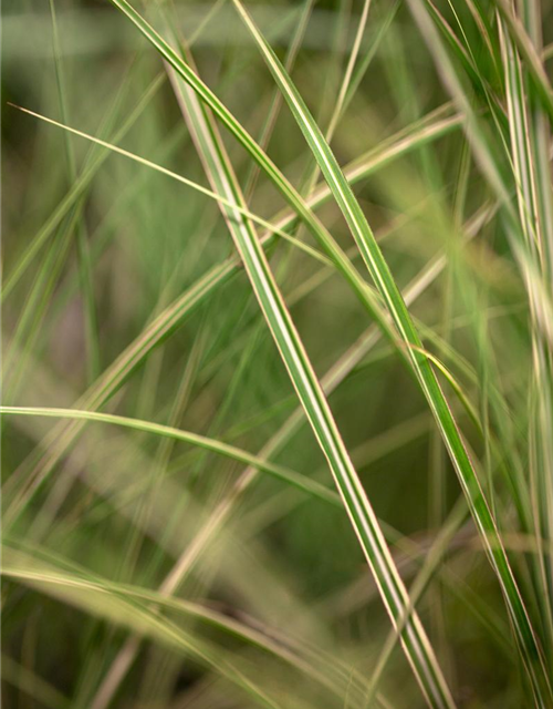Miscanthus sinensis 'Morning Light