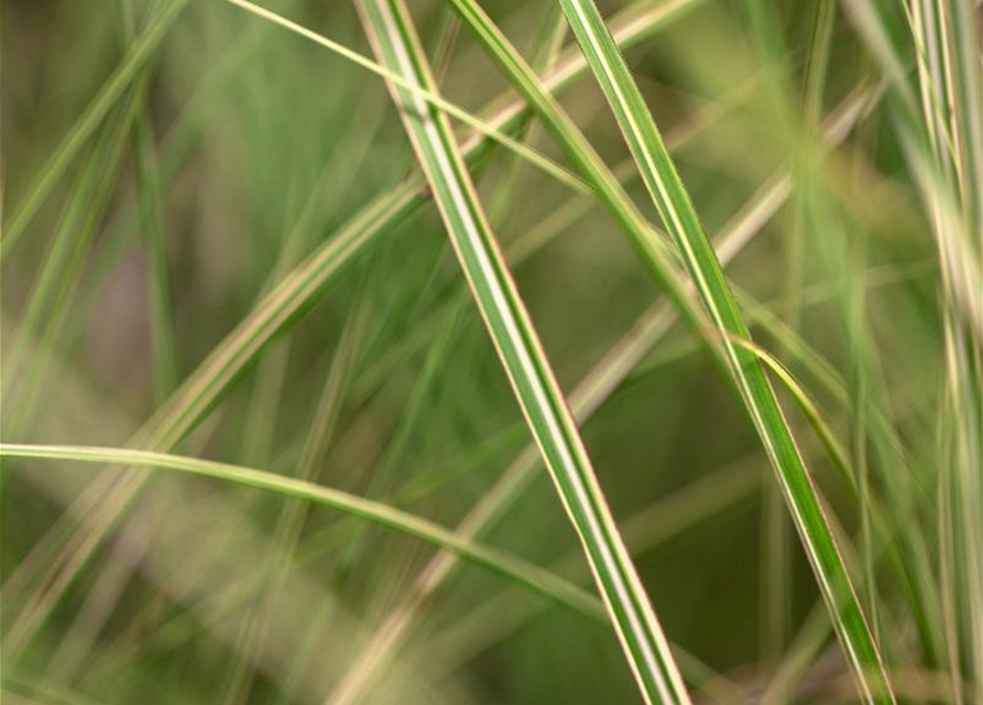 Miscanthus sinensis 'Morning Light
