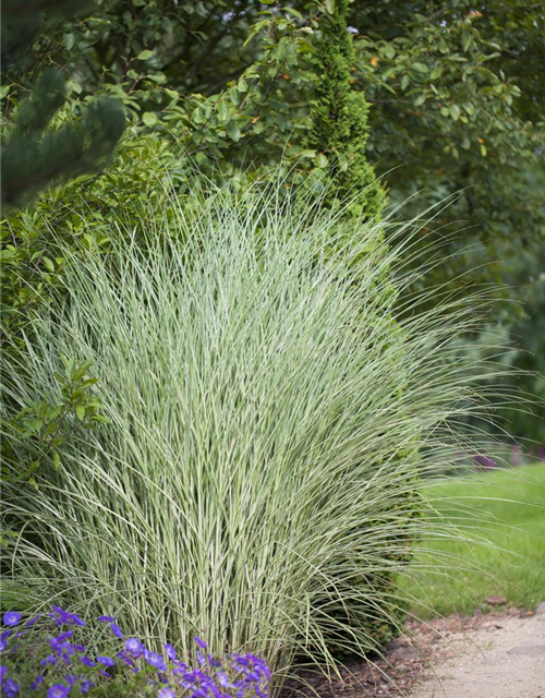 Miscanthus sinensis 'Morning Light