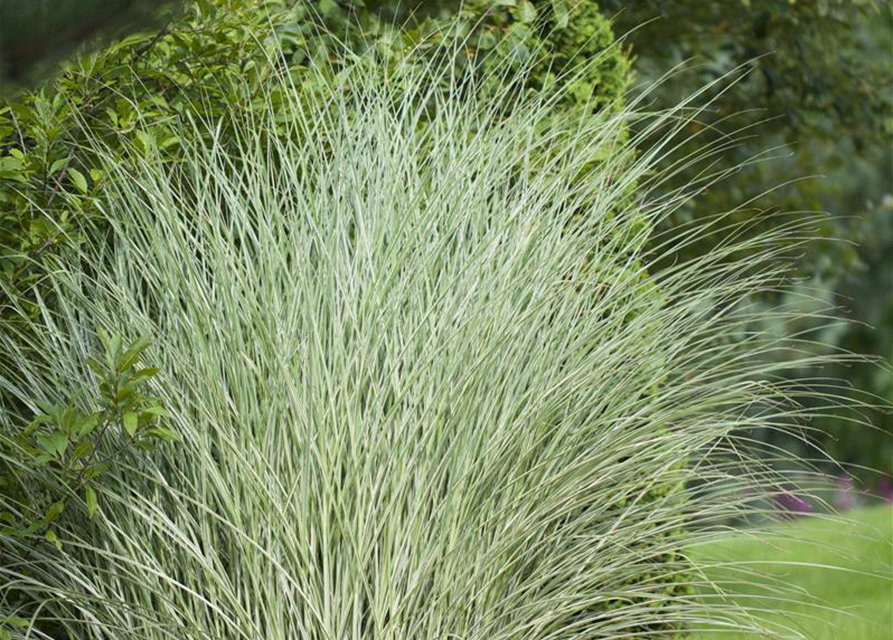 Miscanthus sinensis 'Morning Light