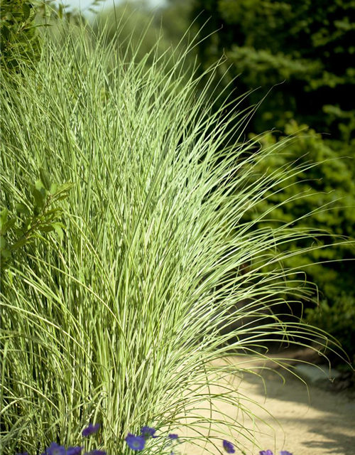 Miscanthus sinensis 'Morning Light