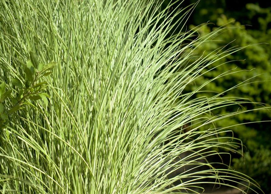Miscanthus sinensis 'Morning Light