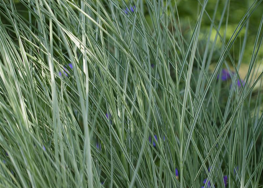 Miscanthus sinensis 'Morning Light