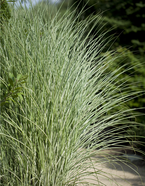 Miscanthus sinensis 'Morning Light