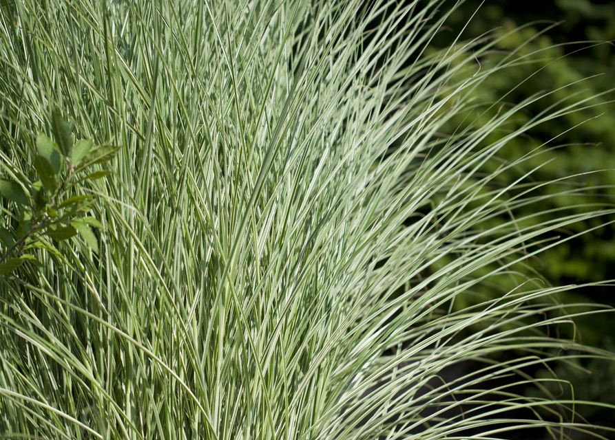 Miscanthus sinensis 'Morning Light