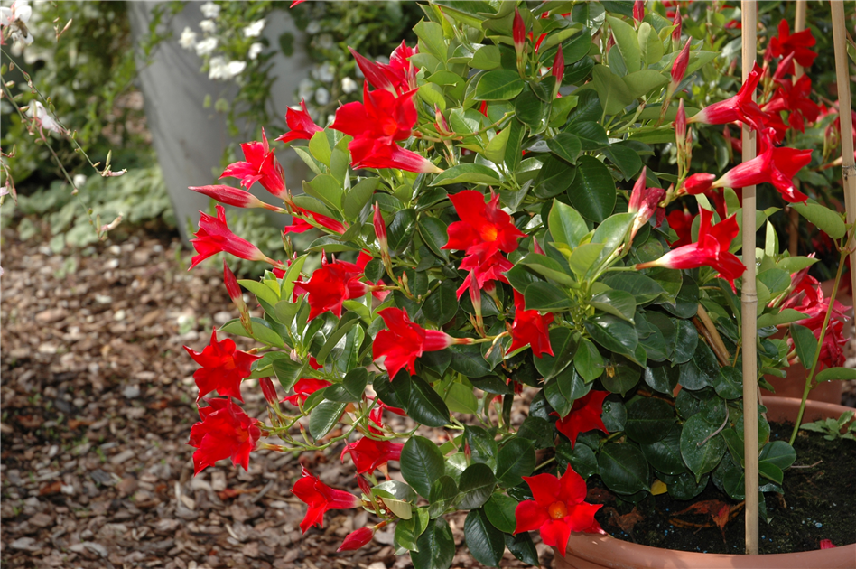 Dipladenia Sundaville Ampel, Dipladenia Ampel - Grtnerei Schliebener